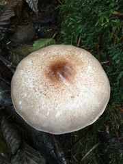 Agaricus subrufescentoides