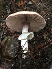 Agaricus subrufescentoides