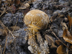 Scleroderma meridionale