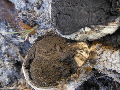 Scleroderma meridionale