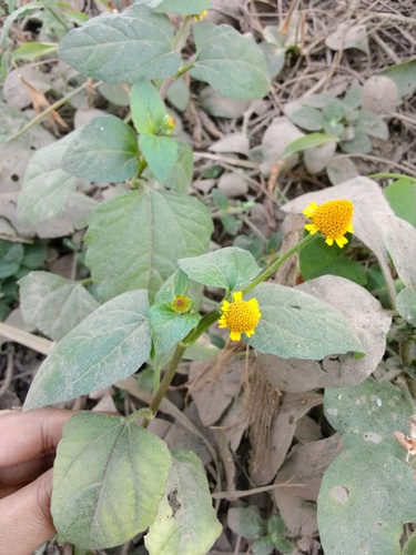 Acmella ciliata