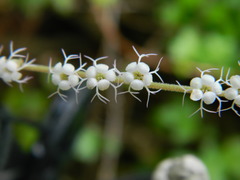 Ozomelis stauropetala