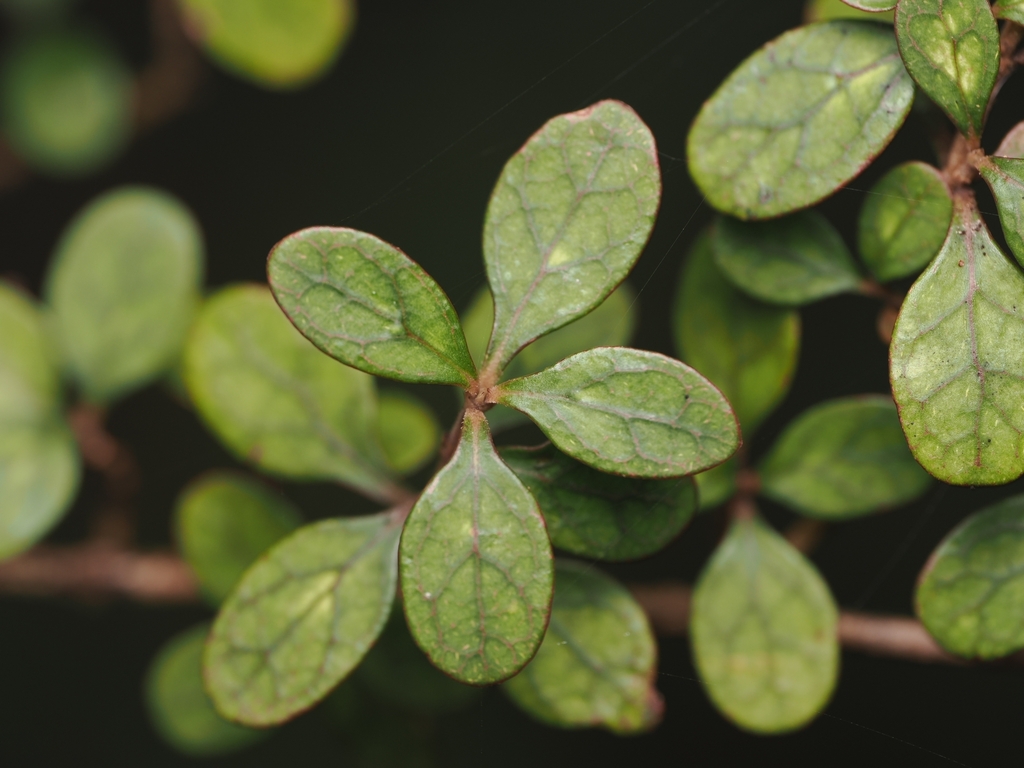 Coprosma parviflora; photograph (c) Angus Campbell, some rights reserved (CC BY)