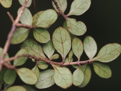 (c) Angus Campbell, some rights reserved (CC BY) Coprosma parviflora, photograph (c) Angus Campbell, some rights reserved (CC BY)