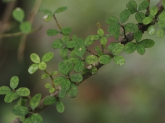 (c) Angus Campbell, some rights reserved (CC BY) Coprosma parviflora, photograph (c) Angus Campbell, some rights reserved (CC BY)