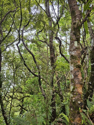 Coprosma parviflora, photograph 6