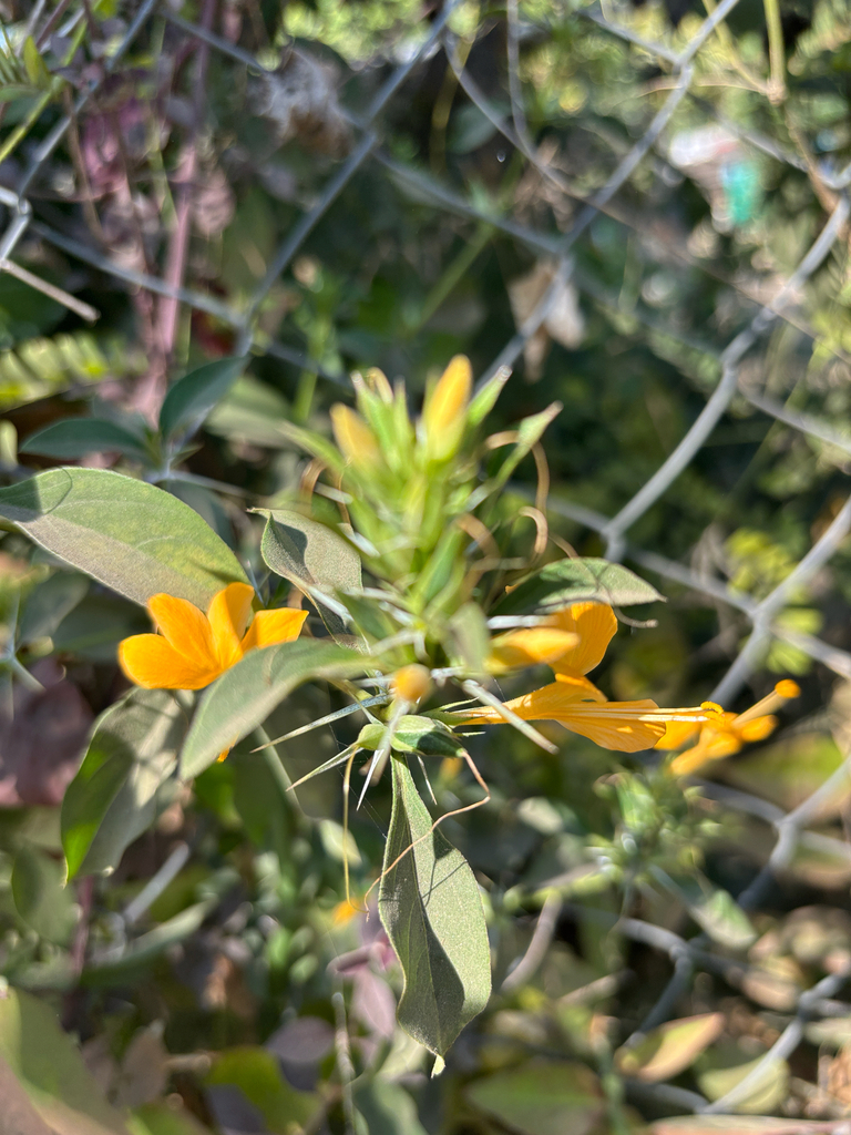 Gai kim – Barleria prionitis