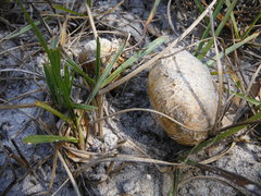 Scleroderma meridionale