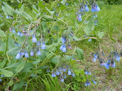 Mertensia paniculata borealis