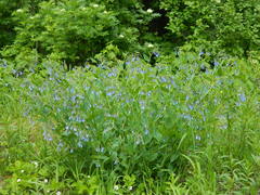 Mertensia paniculata borealis