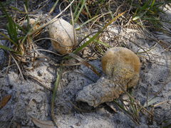 Scleroderma meridionale