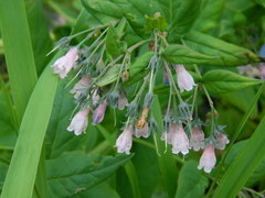 Mertensia paniculata borealis