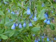Mertensia paniculata borealis