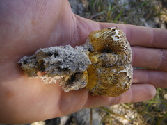 Scleroderma meridionale