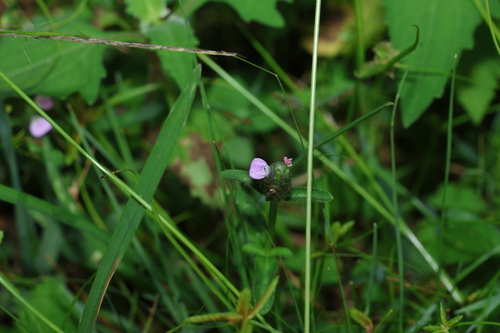 broad-leaved pink tongues (Rostellularia obtusa)
