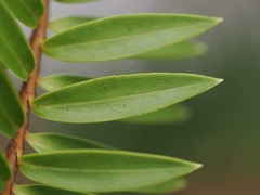 Veronica diosmifolia, photograph (c) Angus Campbell, some rights reserved (CC BY)