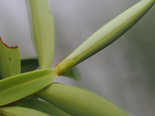 Veronica diosmifolia, photograph 6