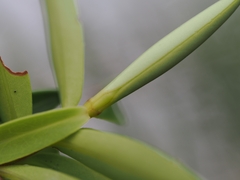 Veronica diosmifolia, photograph (c) Angus Campbell, some rights reserved (CC BY)
