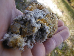 Scleroderma meridionale