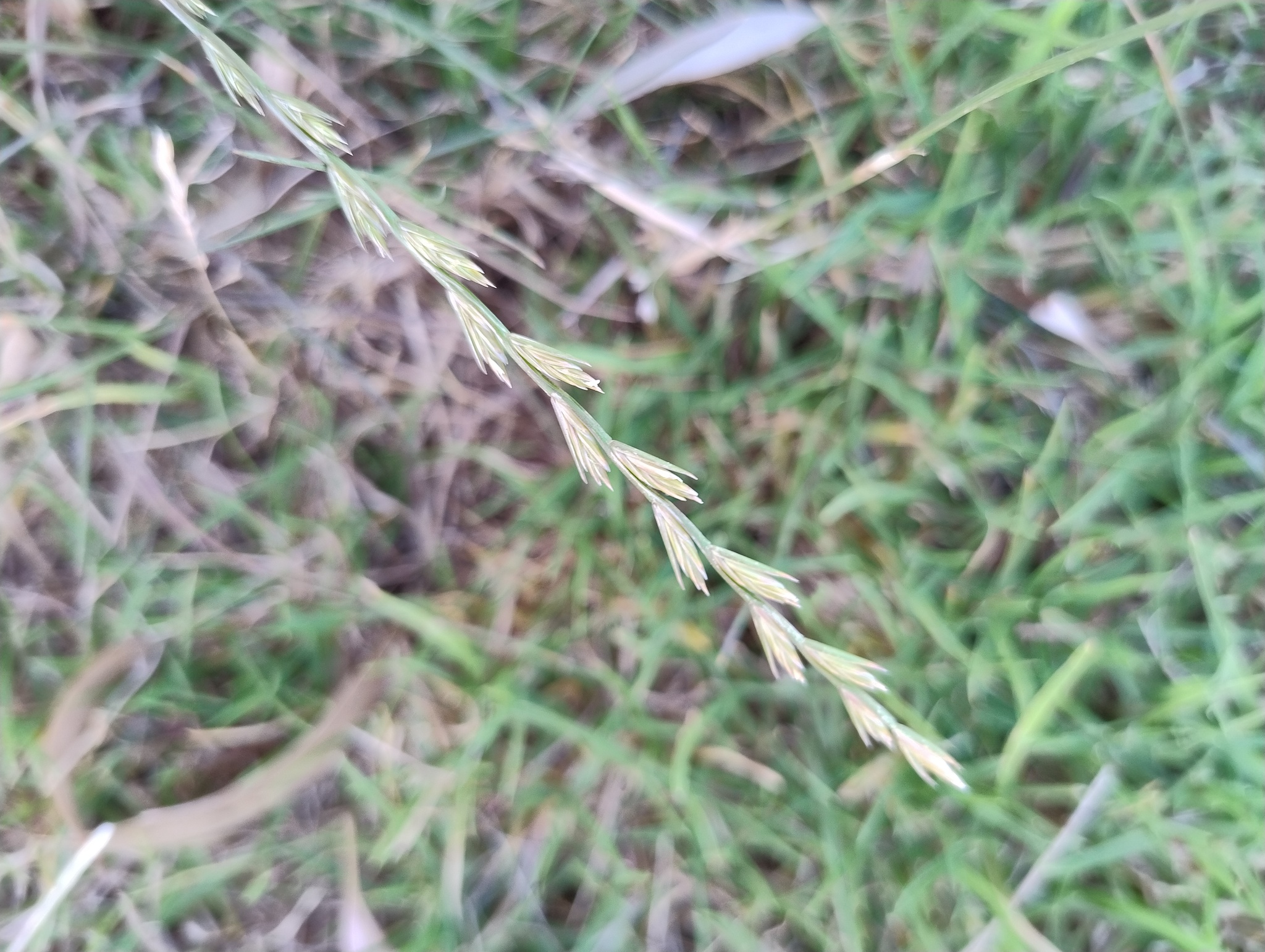 Vallico