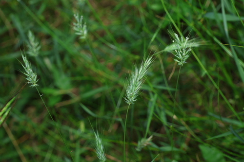Echinopogon nutans observed 2026-01-15