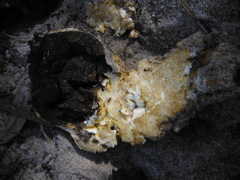 Scleroderma meridionale