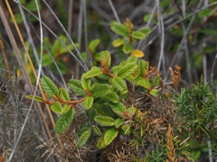 Pomaderris edgerleyi