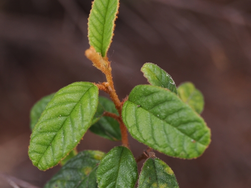 Pomaderris edgerleyi, photograph 1