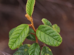 Pomaderris edgerleyi, photograph (c) Angus Campbell, some rights reserved (CC BY)