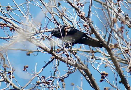 Common Raven photographed in Arizona