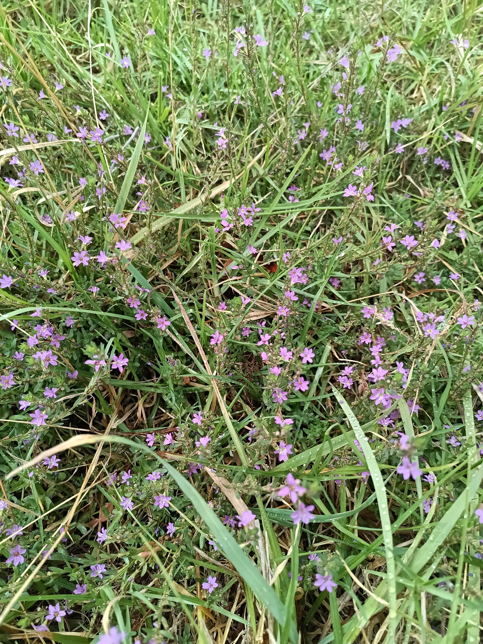 Salicaria juncal