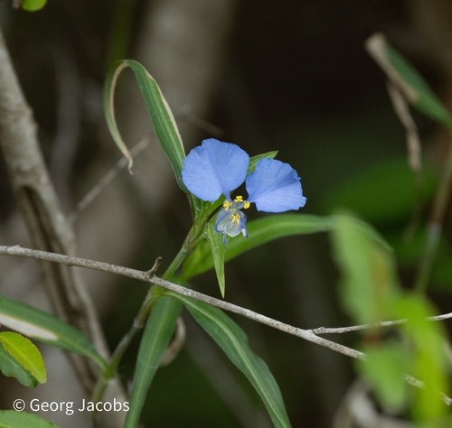 Commelina modesta