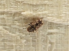 Chaetoptelius mundulus