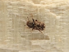 Chaetoptelius mundulus