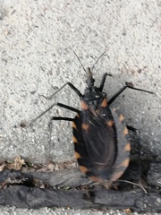 Triatoma longipennis