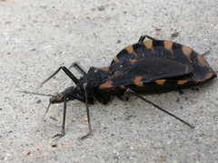 Triatoma longipennis