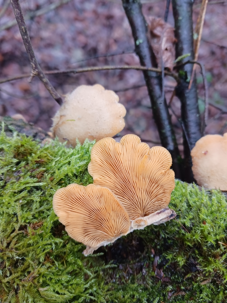 Phyllotopsis nidulans · January 2026 · photo: © mangoblatt (iNaturalist, cc0)