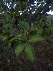 Byrsonima sericea
