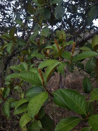 Byrsonima sericea, photograph 2