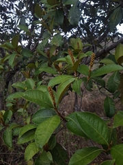 Byrsonima sericea, photograph (c) Carlos Henrique, some rights reserved (CC BY-SA)