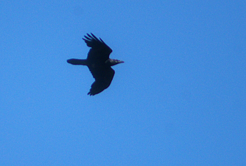 Common Raven photographed in Colorado