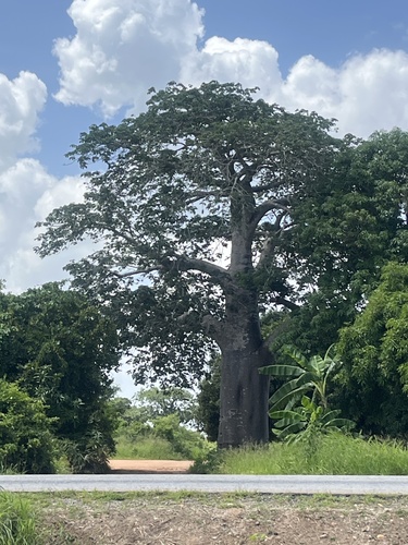 African baobab