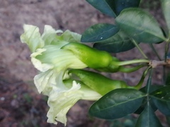 Crescentieae