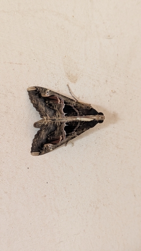 Sundowner moth