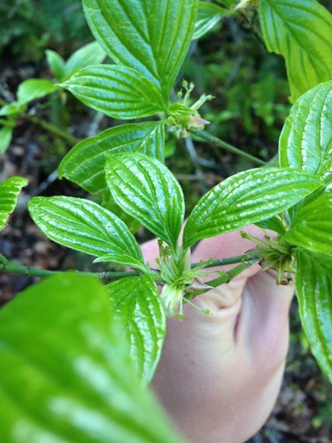 Blackfruit dogwood (Cornus sessilis)