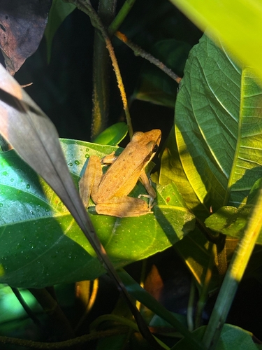 Amnirana nicobariensis