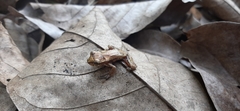 Dendropsophus columbianus