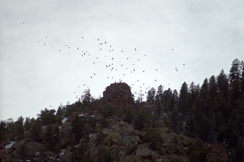 Common Raven photographed in Colorado