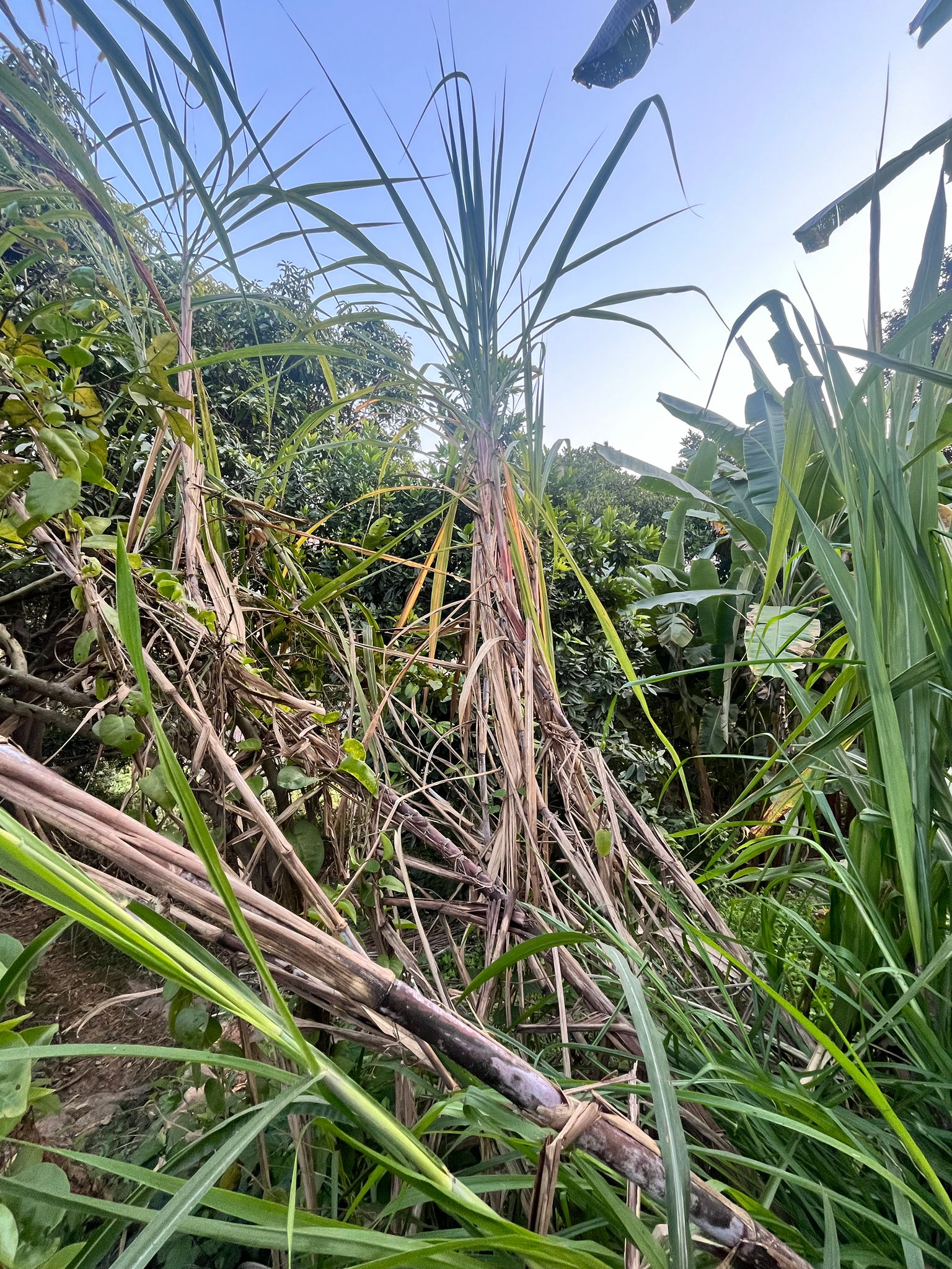 Sugarcane
