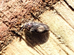 Leanobium flavomaculatum